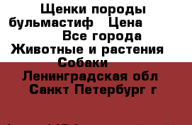 Щенки породы бульмастиф › Цена ­ 25 000 - Все города Животные и растения » Собаки   . Ленинградская обл.,Санкт-Петербург г.